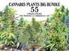 Cannabis Plants