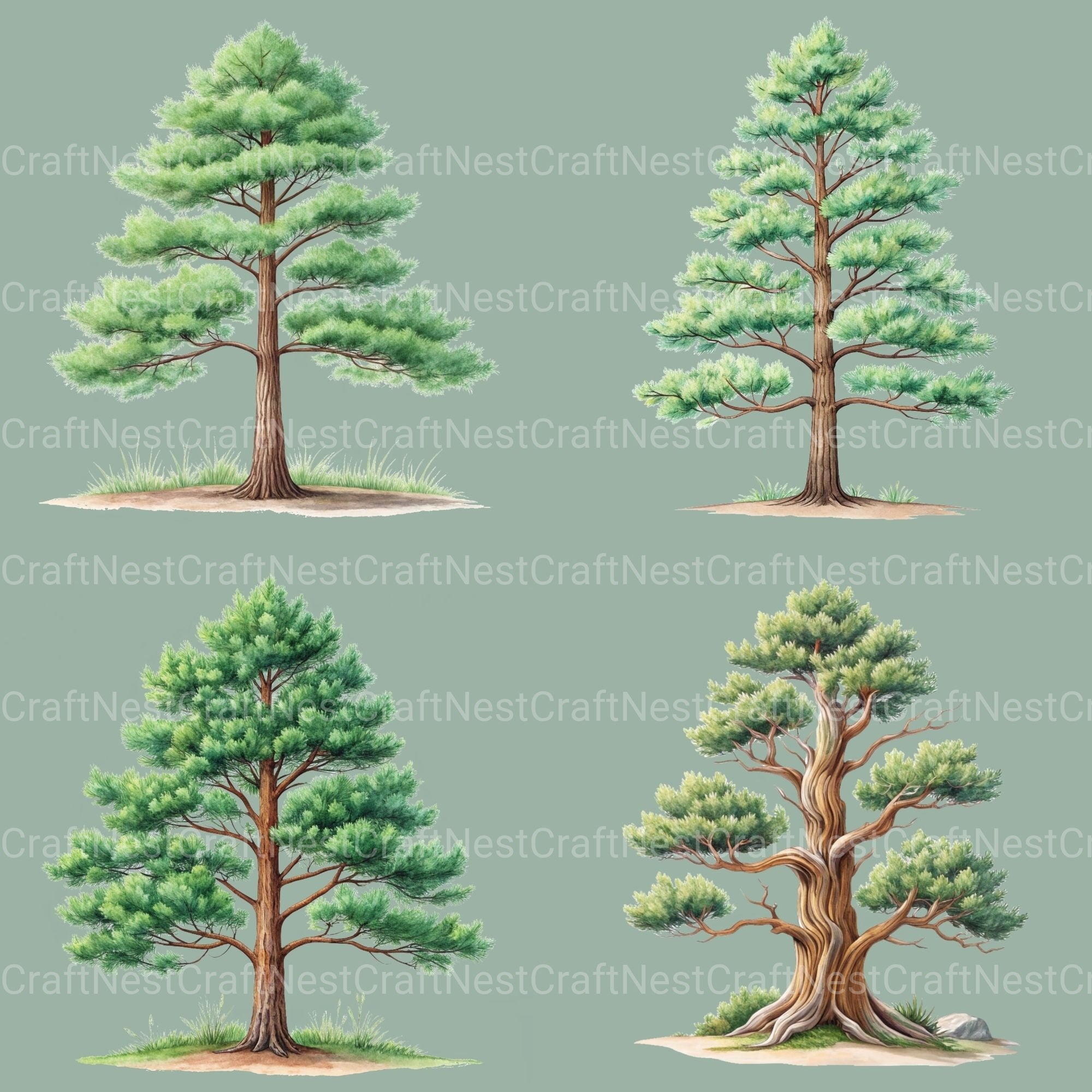 Pine Trees Clipart Bundle