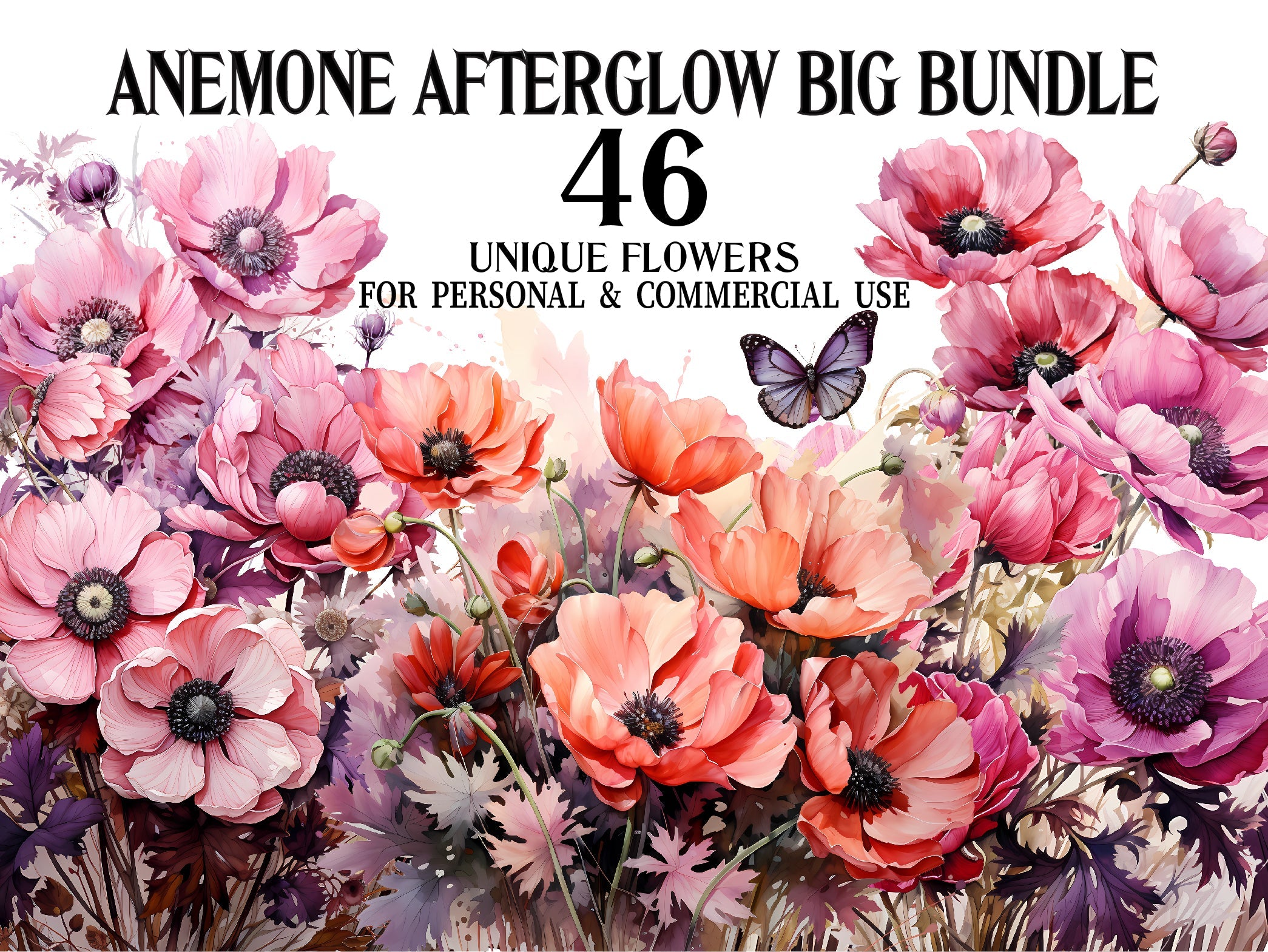 Anemone Afterglow