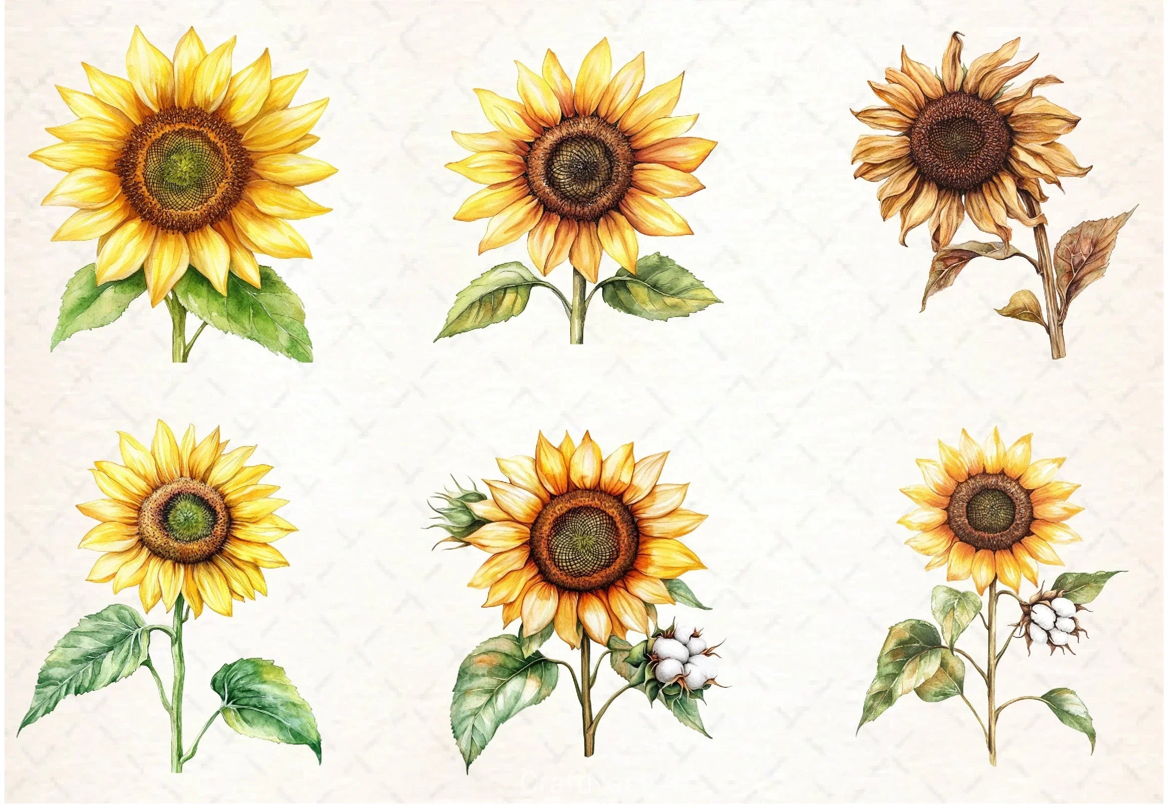 Sunflowers Clipart Bundle - CraftNest - Digital Crafting and Art