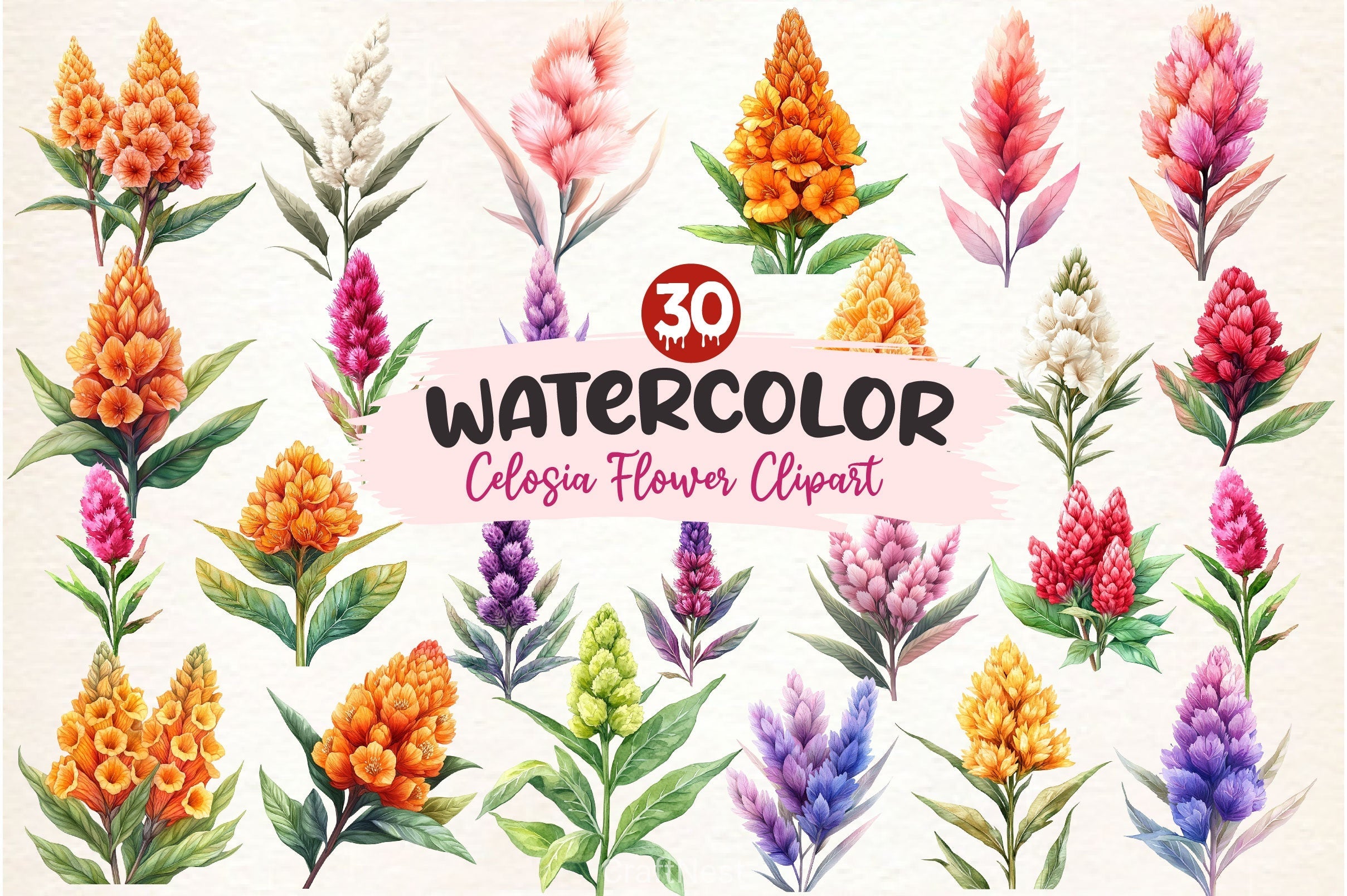 Celosia Flower Clipart Bundle 2