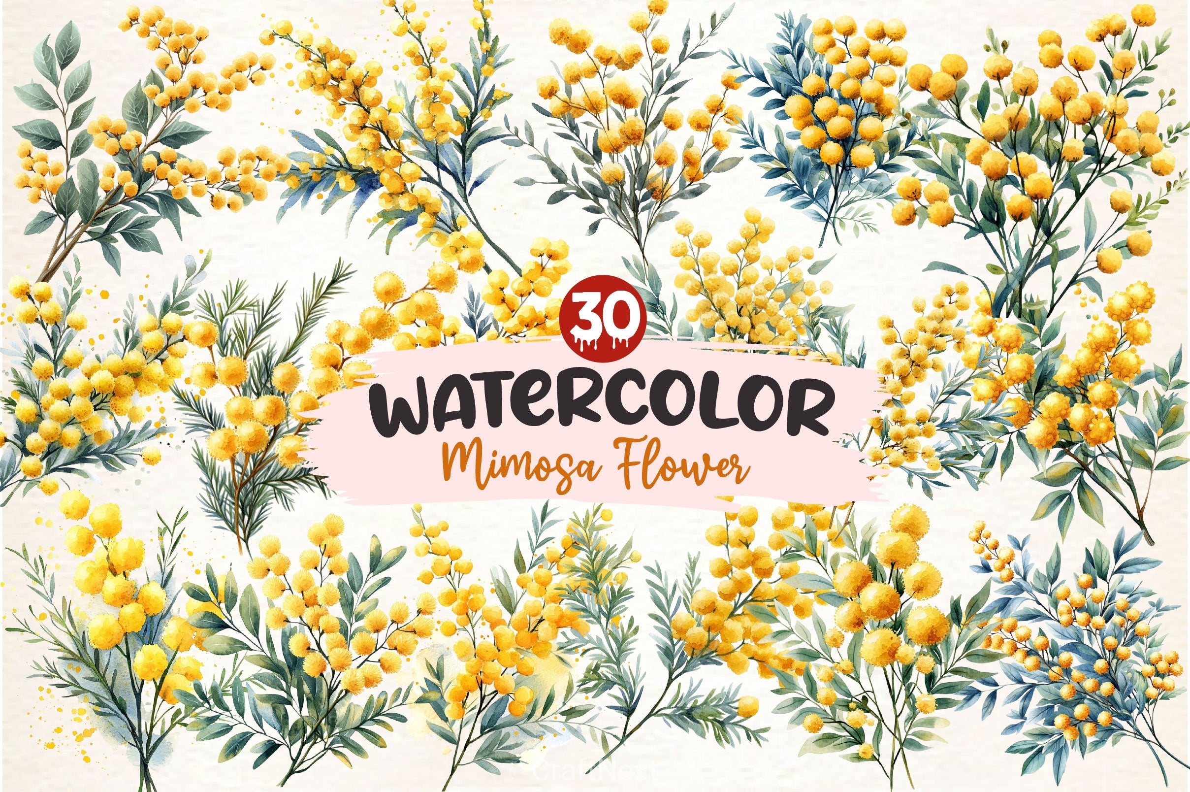 Mimosa Flower Clipart Bundle 2