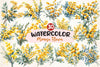 Mimosa Flower Clipart Bundle 2