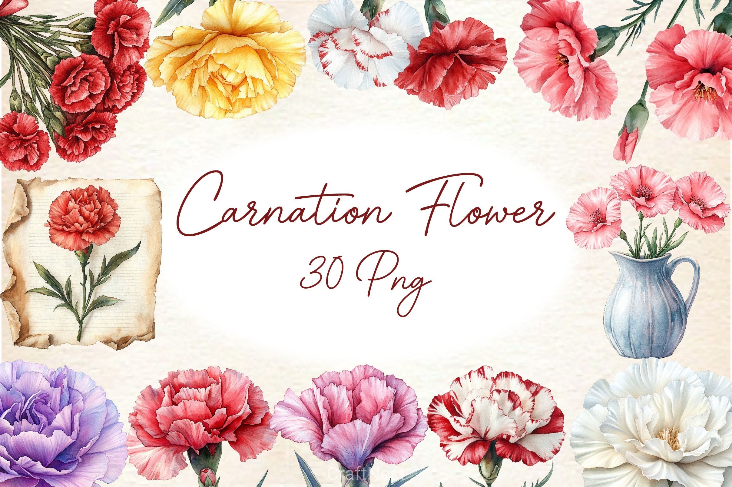 Carnation Flower Clipart Bundle 4