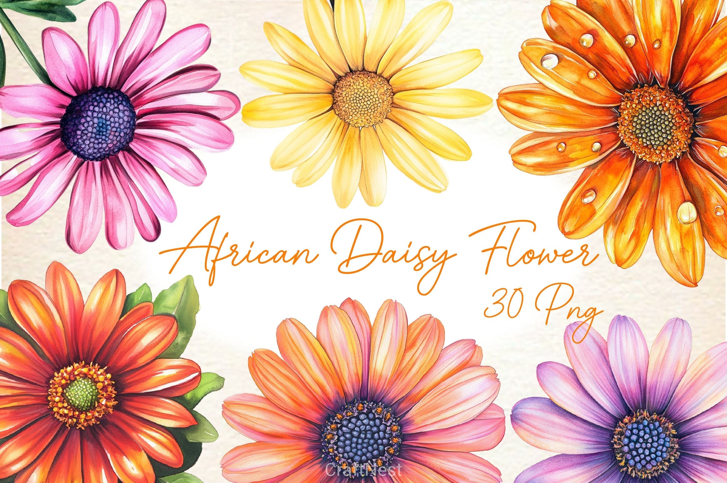 African Daisy Flower Bloom Clipart Bundle