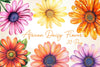 African Daisy Flower Bloom Clipart Bundle