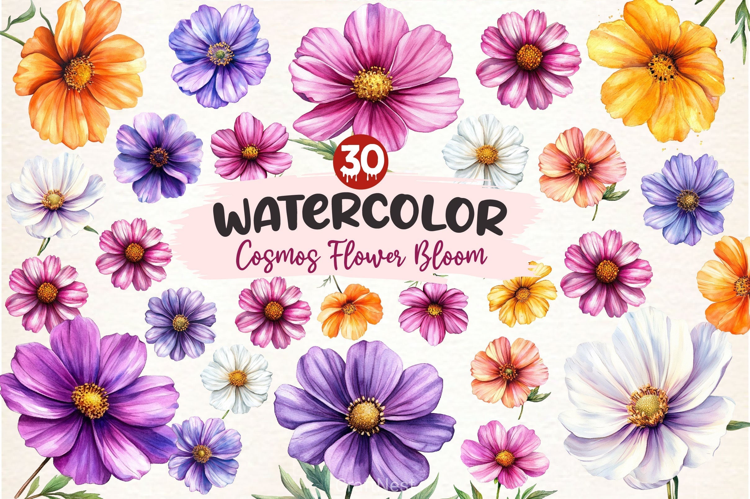 Cosmos Flower Bloom Clipart Bundle 2