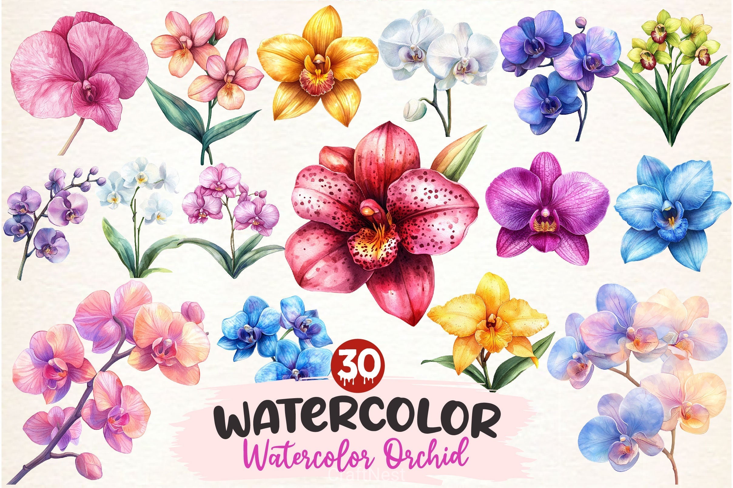 Orchid Clipart Bundle 2