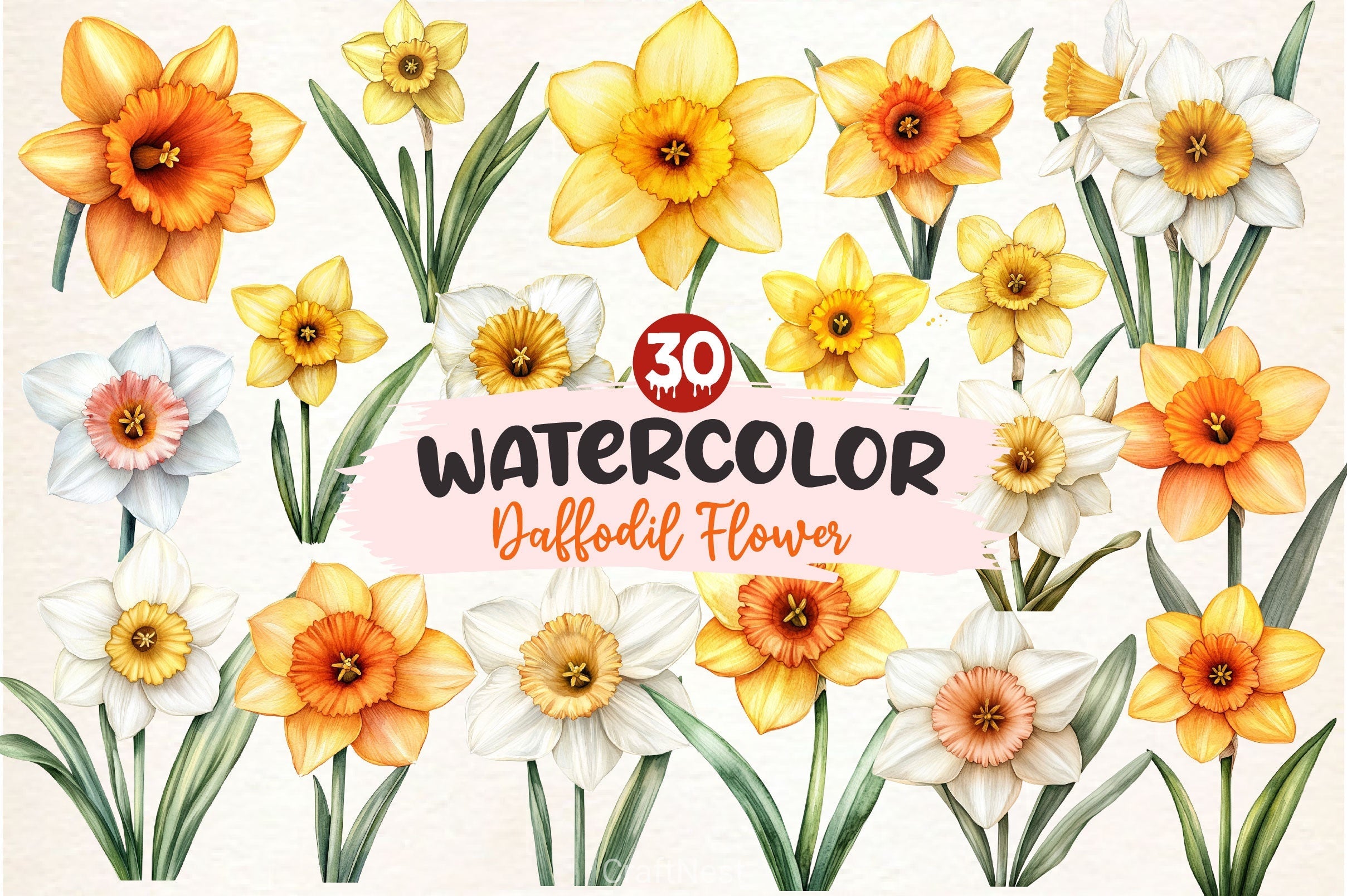 Daffodil Flower Clipart Bundle 2