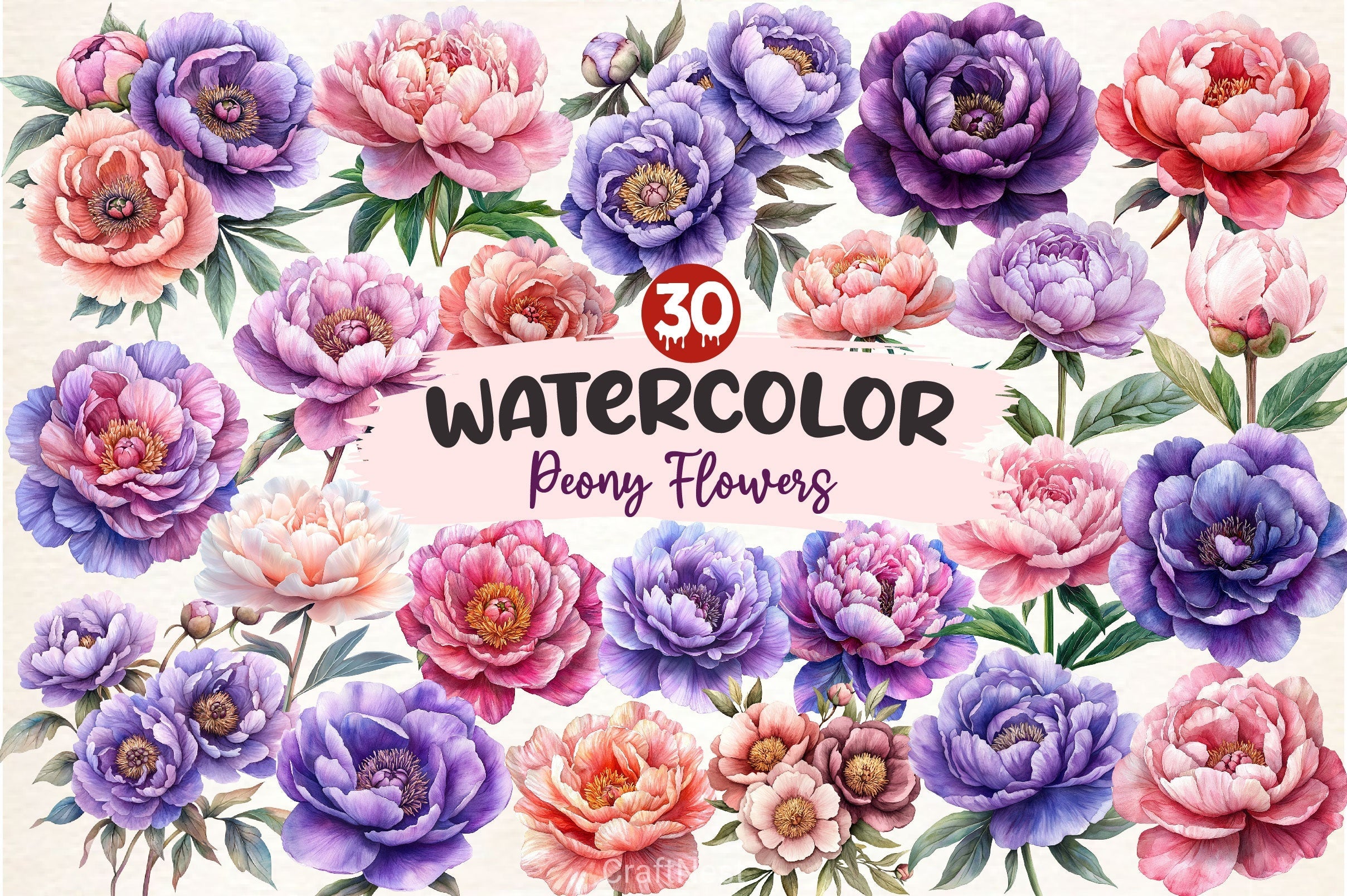 Pink & Purple Peony Flowers Clipart Bundle