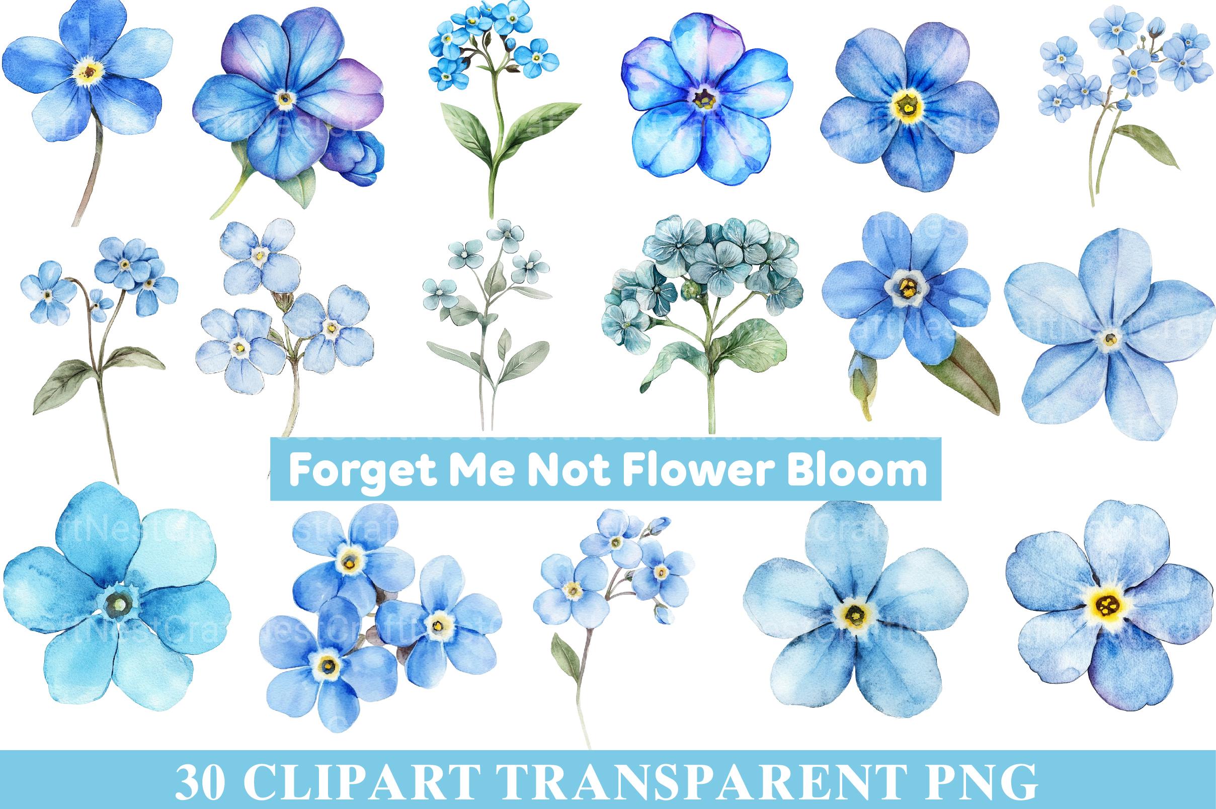 Forget Me Not Flower Bloom Clipart