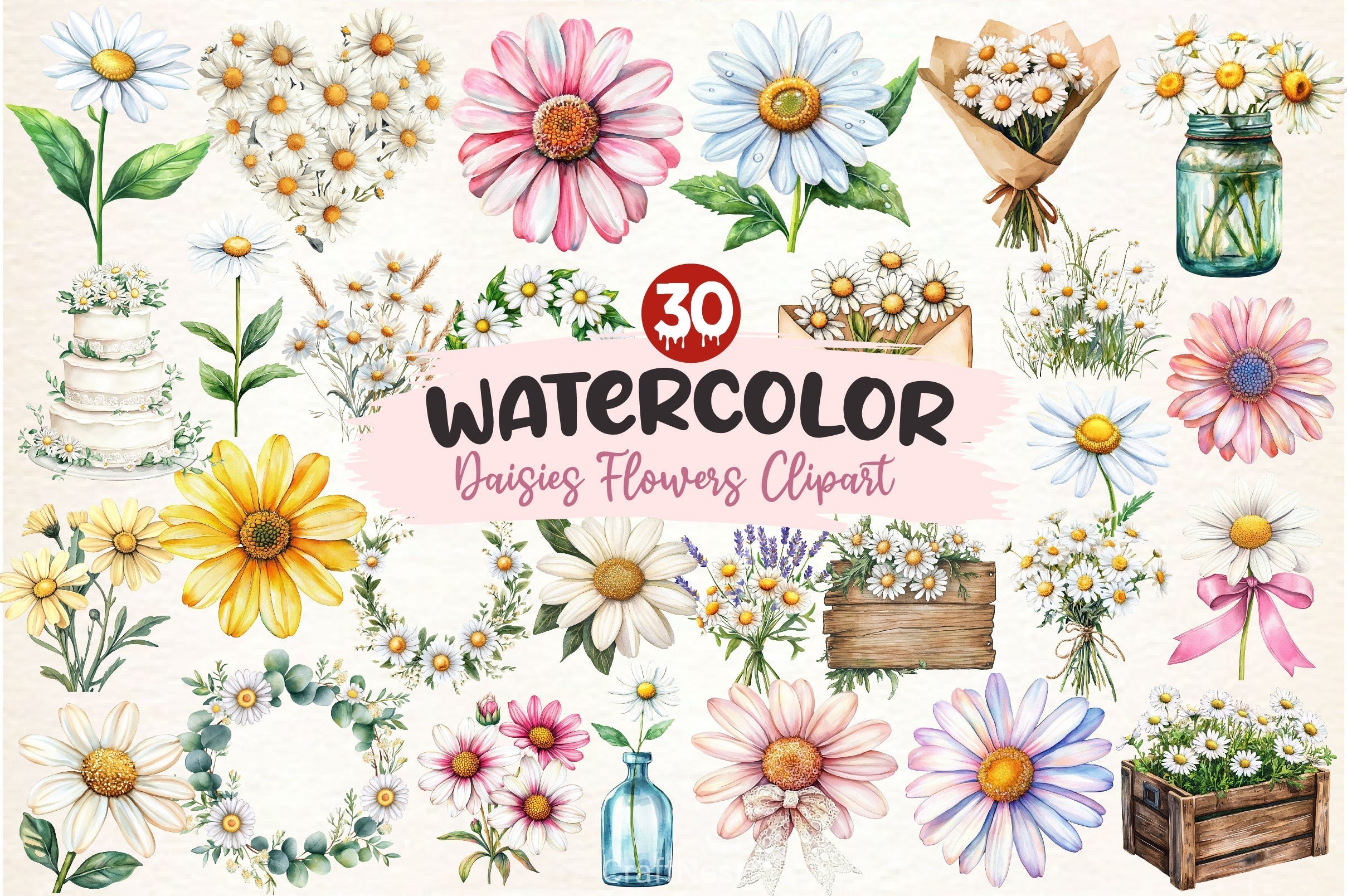 Daisies Flowers Clipart Bundle
