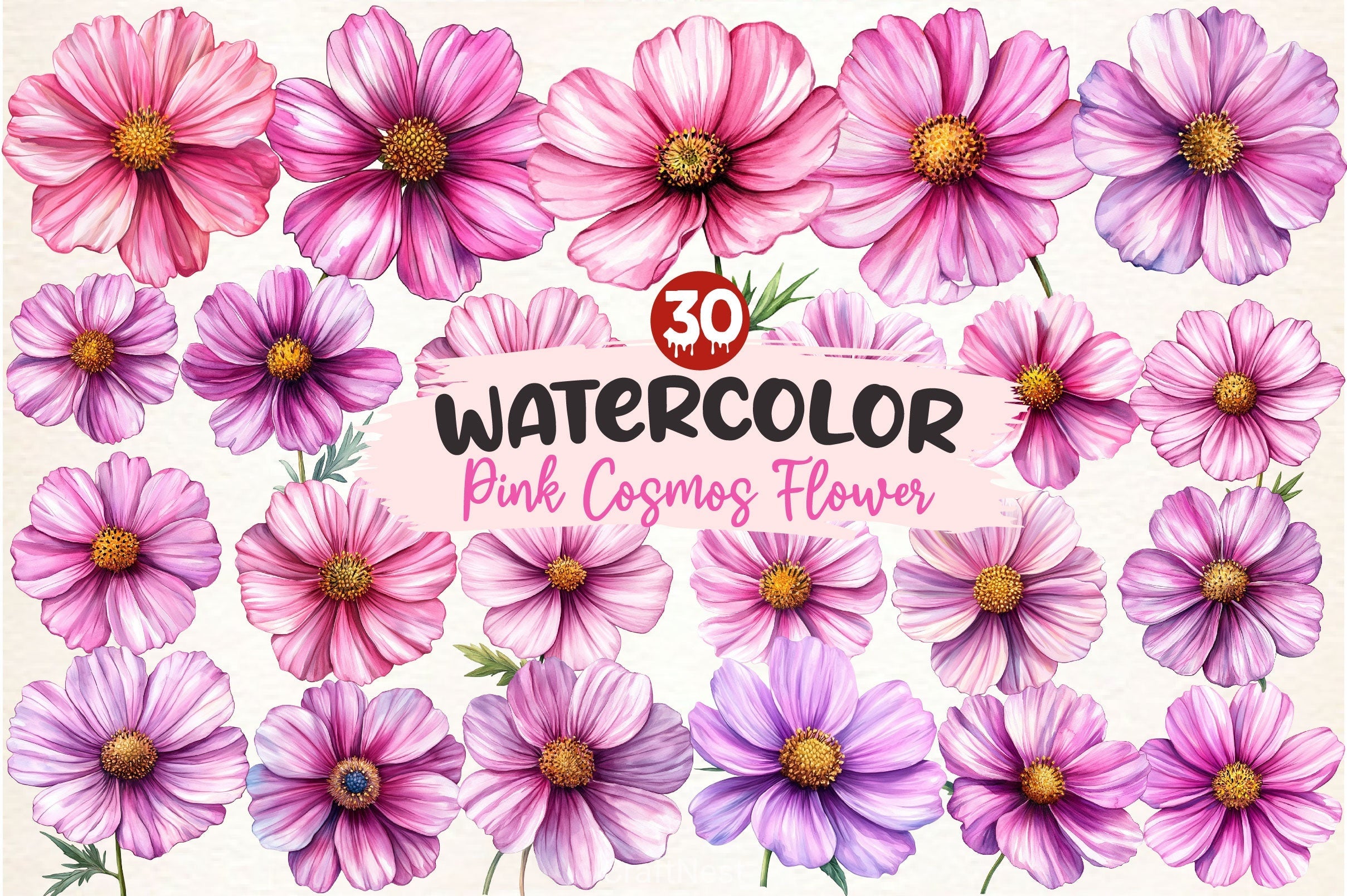 Pink Cosmos Flower Clipart Bundle