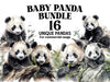 Baby Pandas