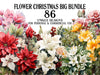 Flower Christmas
