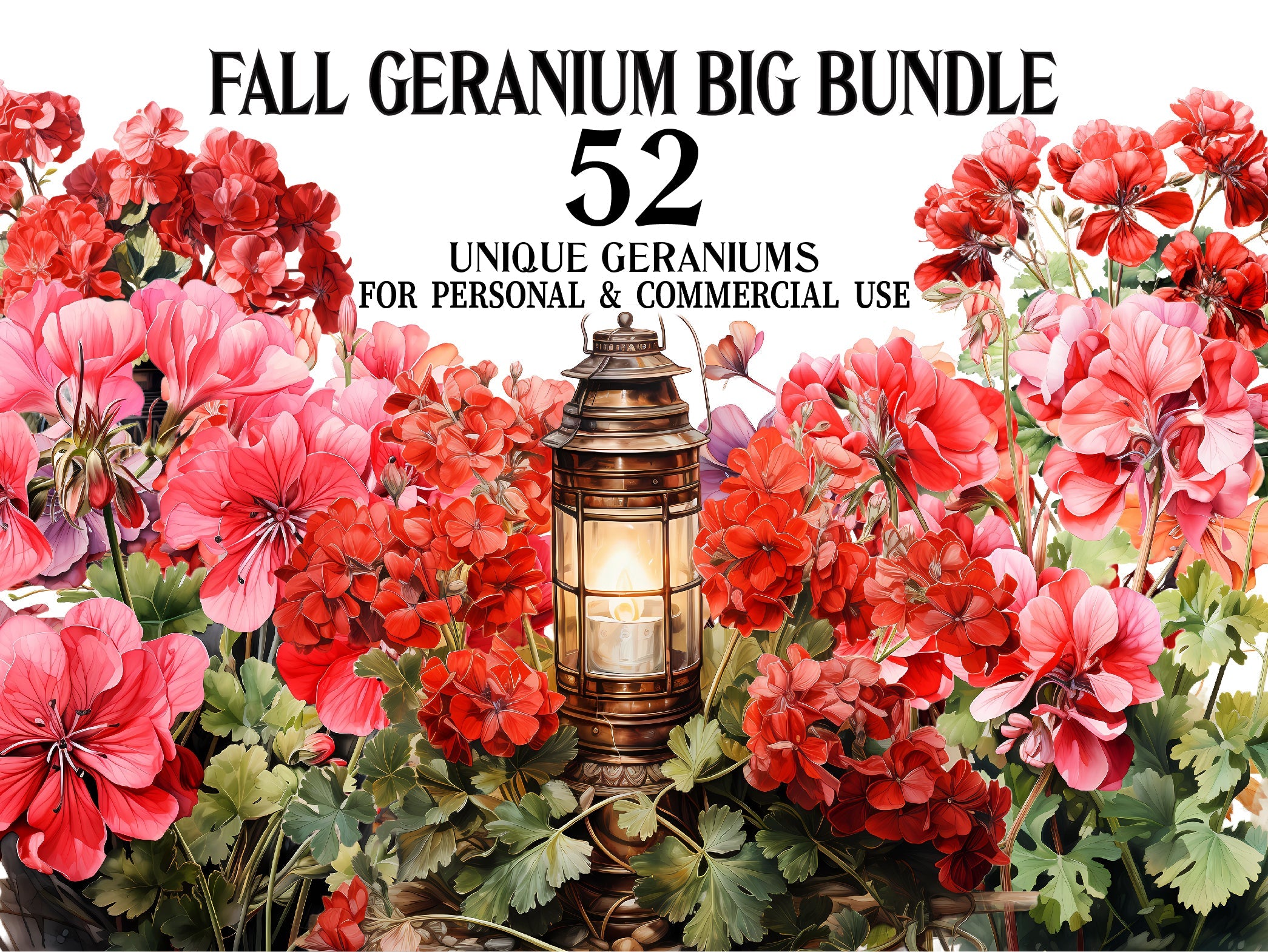 Fall Geraniums
