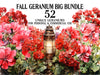 Fall Geraniums