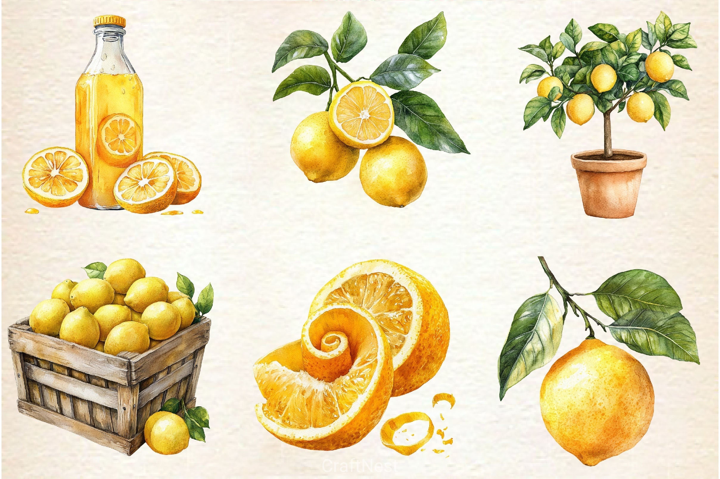 Mediterranean Lemon Botanical Clipart Bundle 4