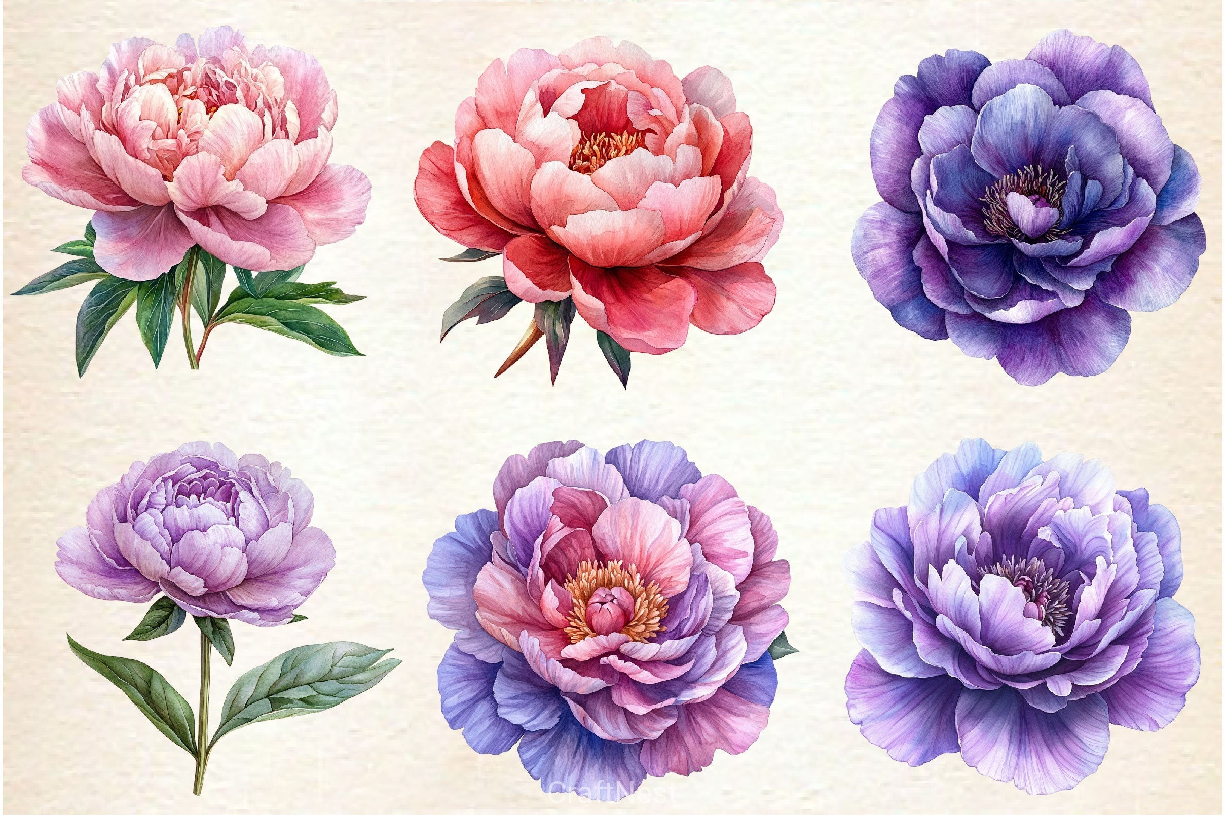 Pink & Purple Peony Flowers Clipart Bundle