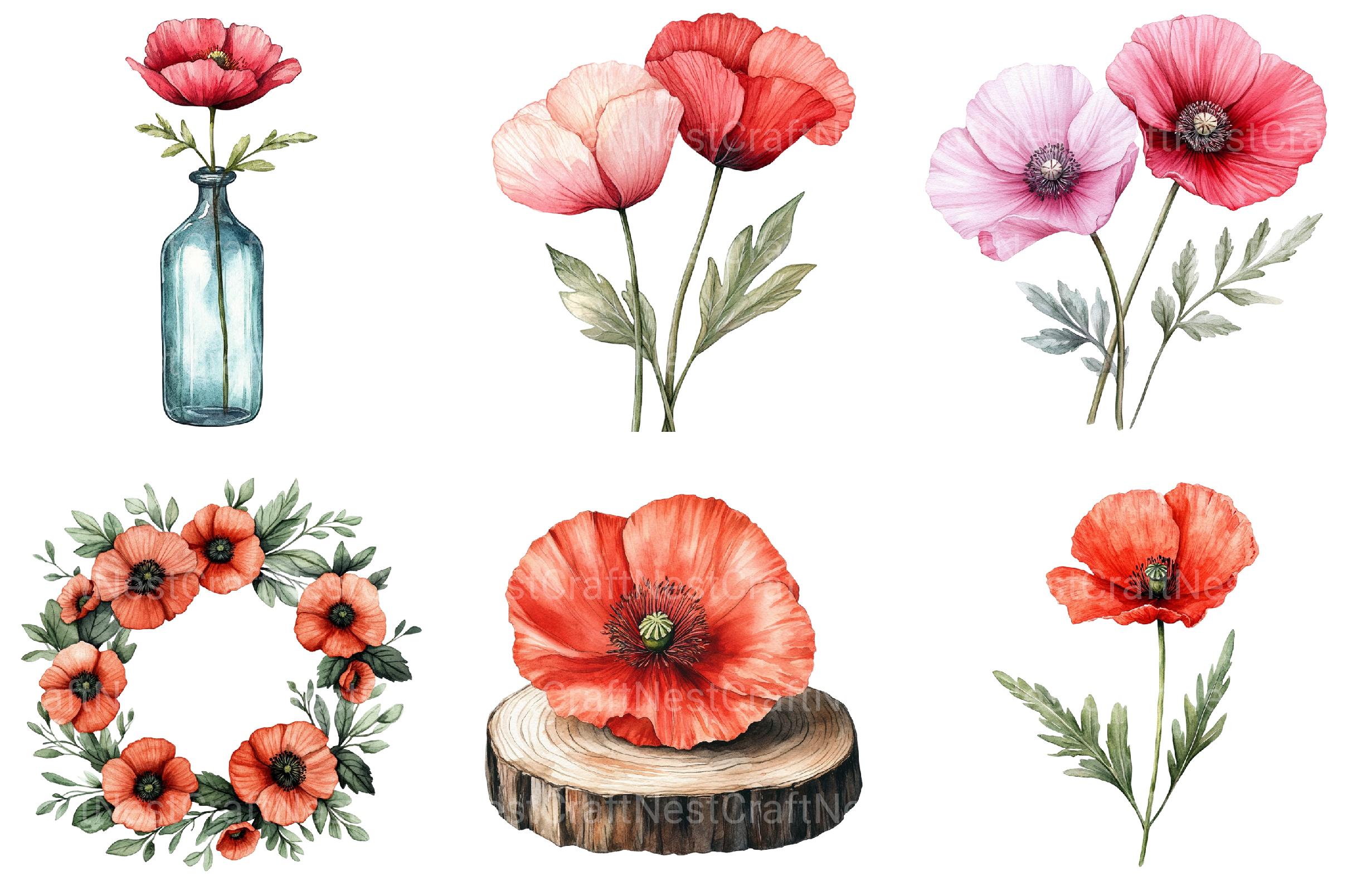 Corn Poppy Flower Bloom Clipart