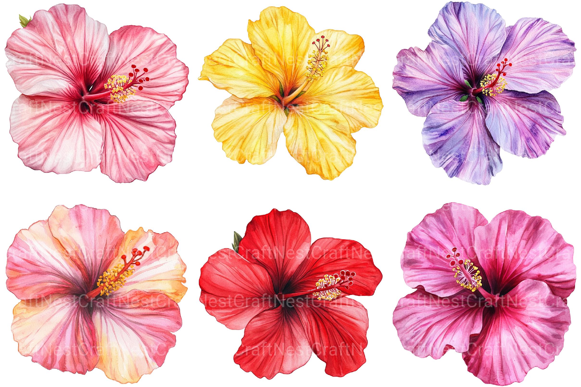 Hibiscus Flower Clipart