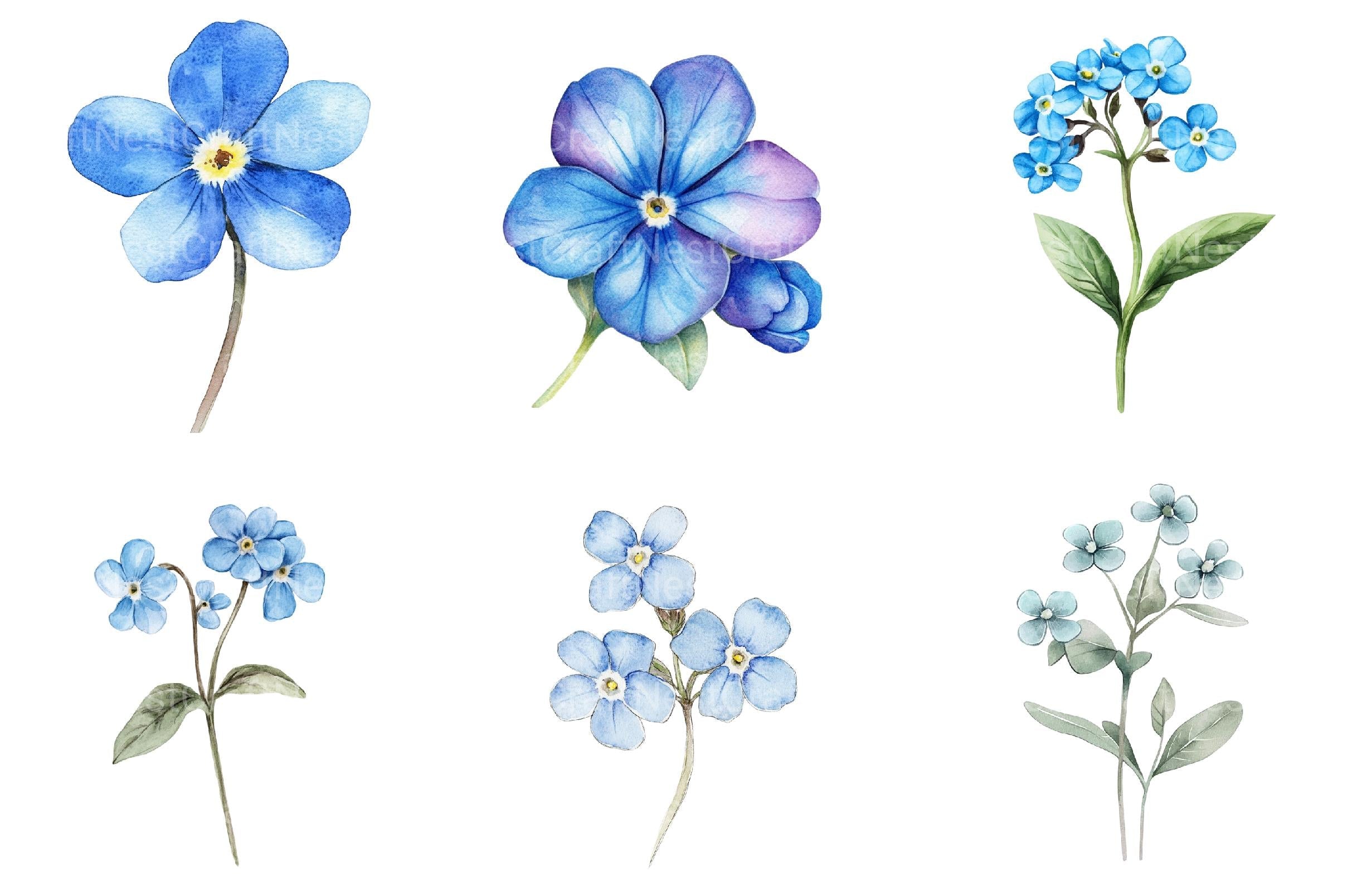 Forget Me Not Flower Bloom Clipart