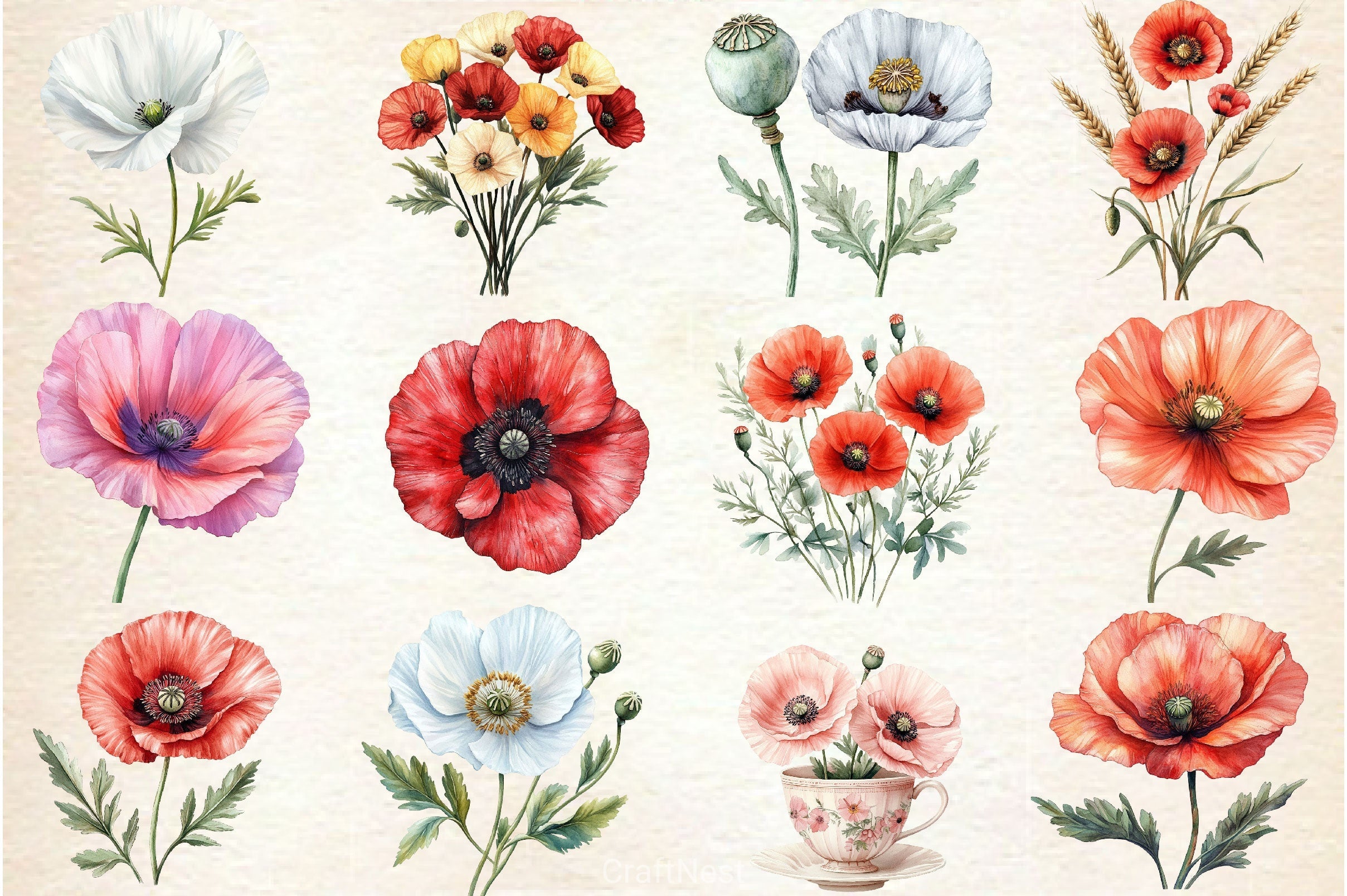 Poppy Flower Clipart Bundle 4