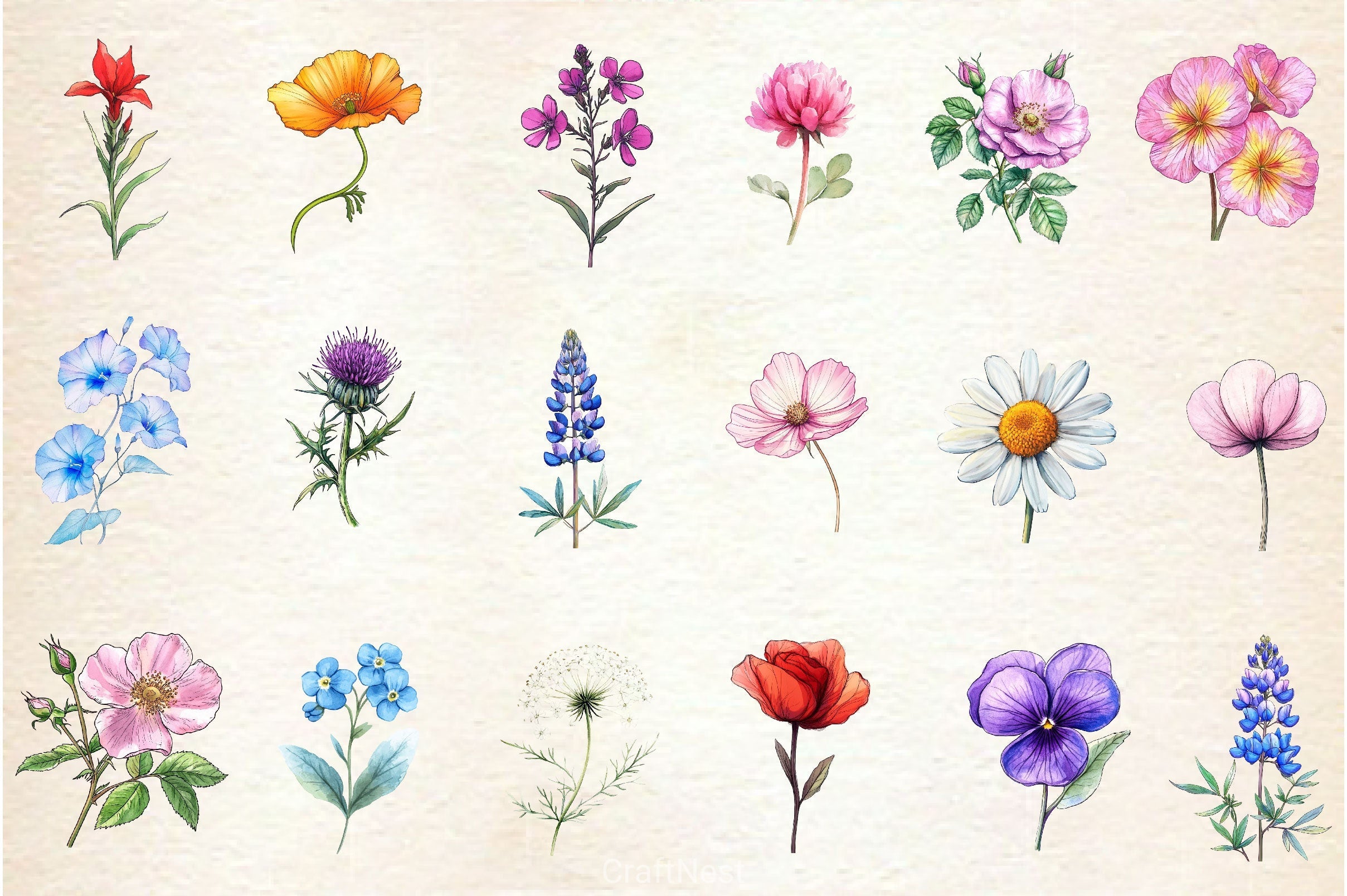 Single Wildflower Clipart Bundle