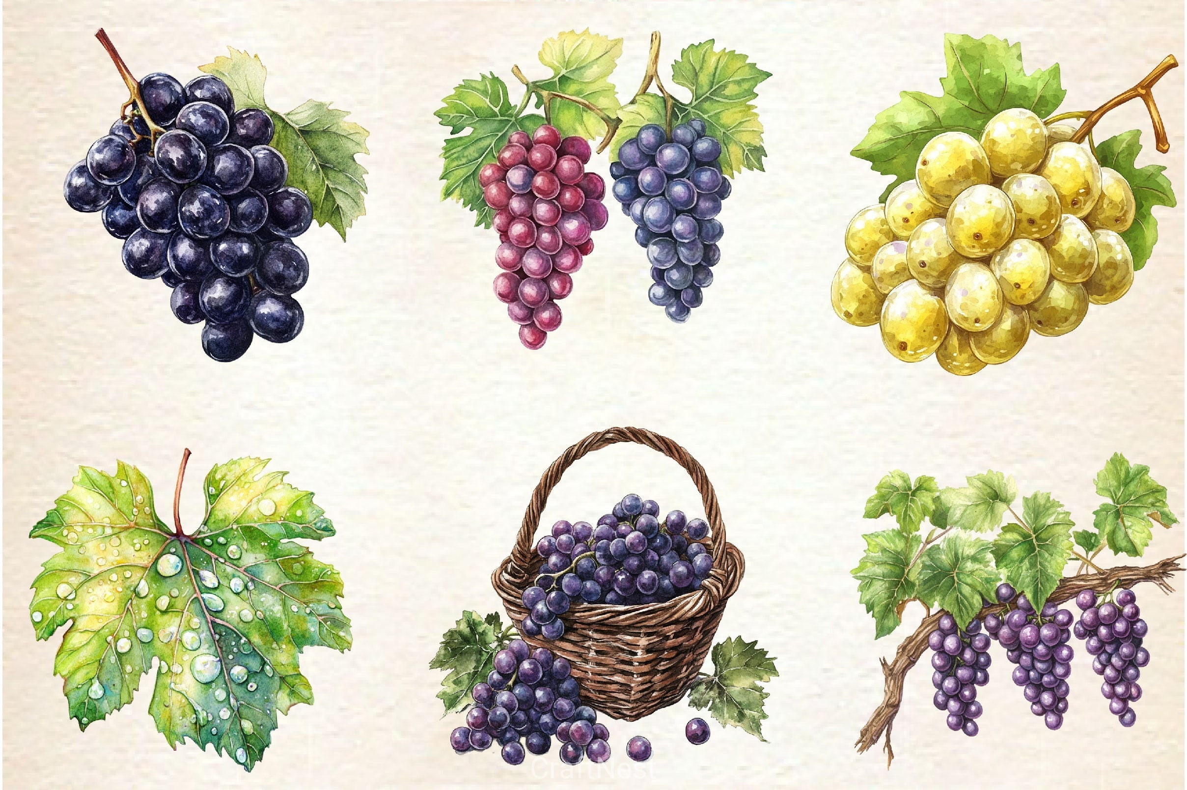 Grape Clipart Bundle 2