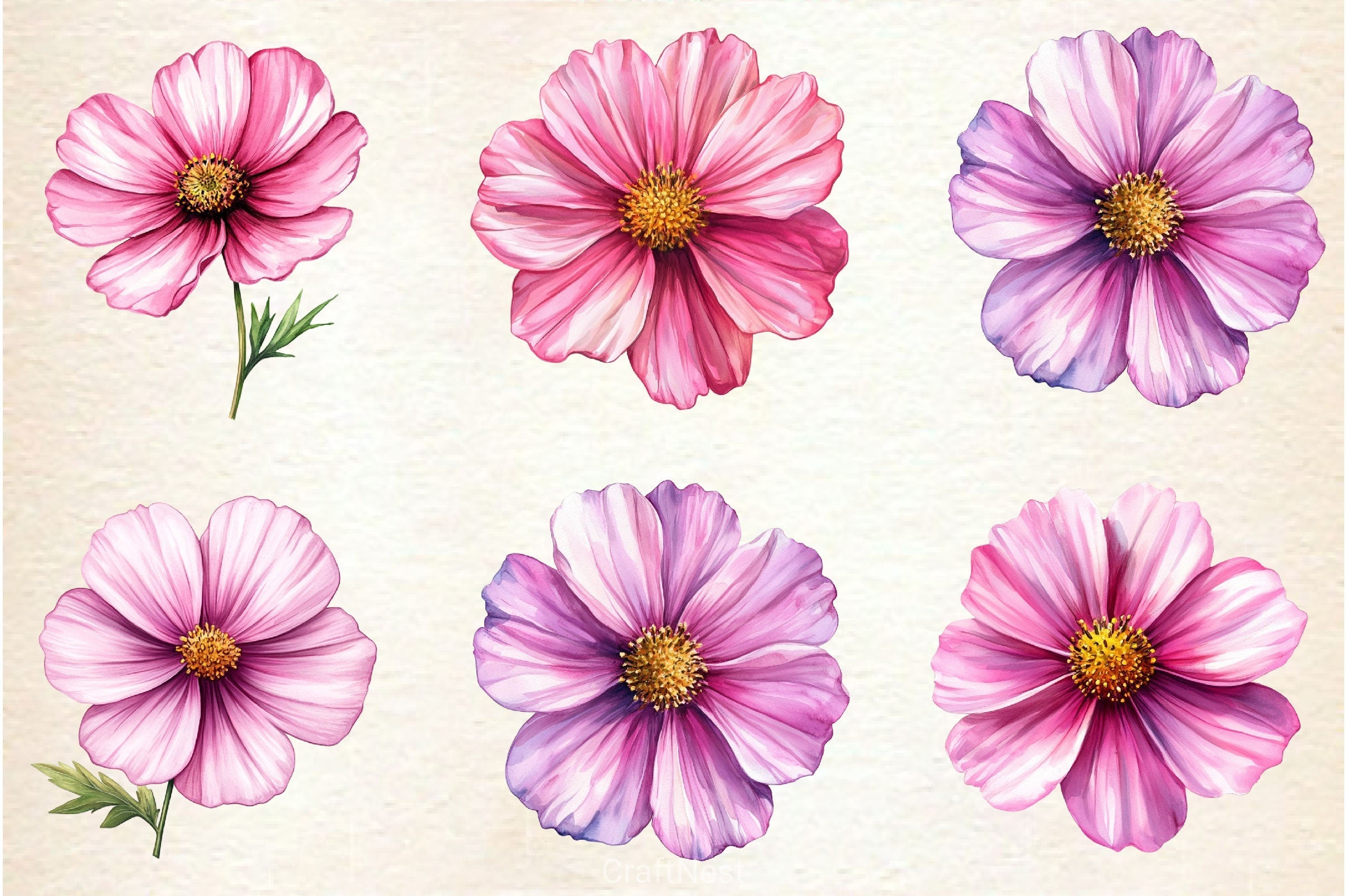 Pink Cosmos Flower Clipart Bundle