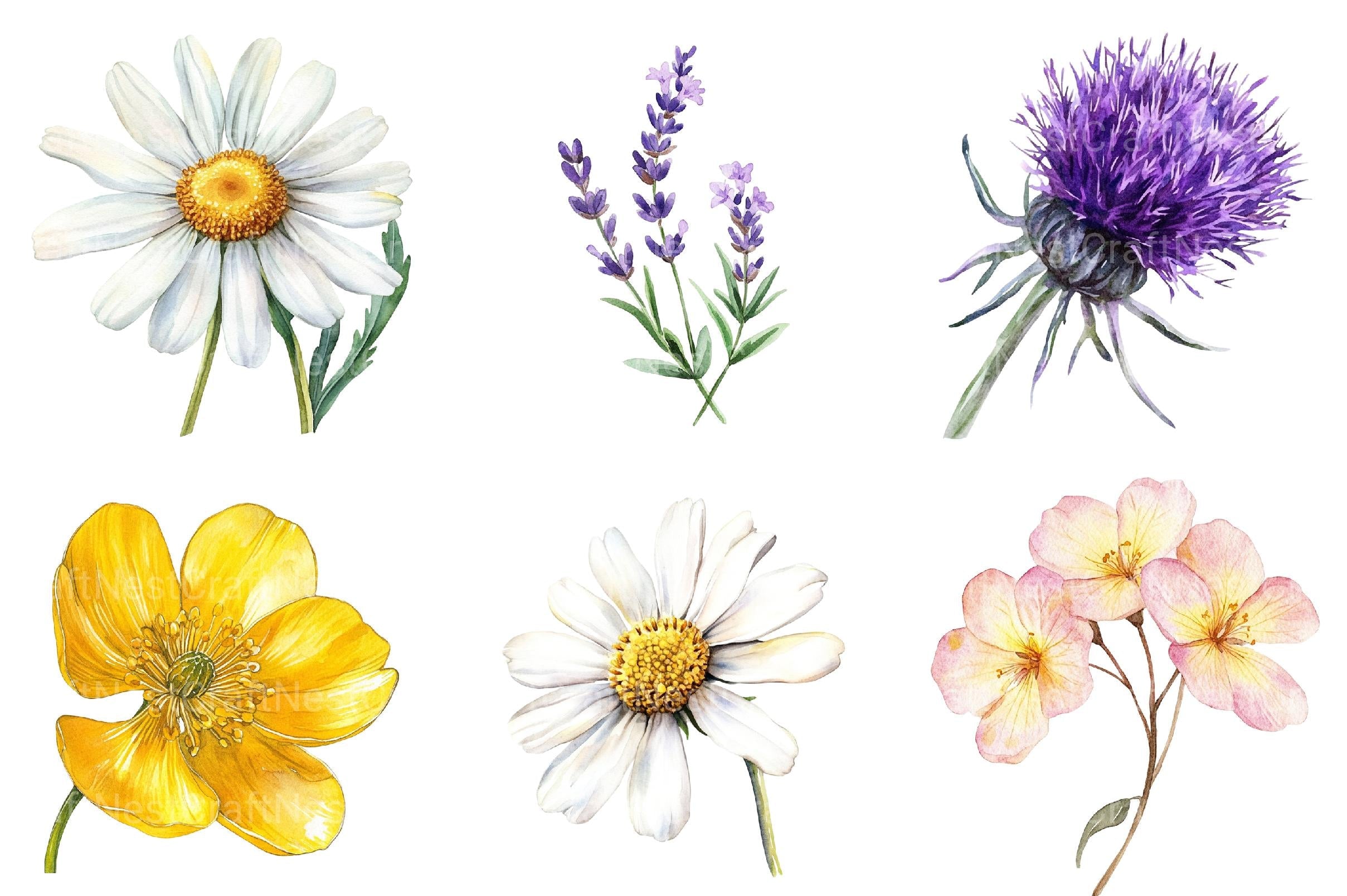 Well Defined Wildflower Clipart