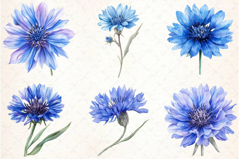 Blue Cornflower Clipart Bundle - CraftNest - Digital Crafting and Art
