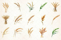 Wheat Clipart Bundle - CraftNest - Digital Crafting and Art