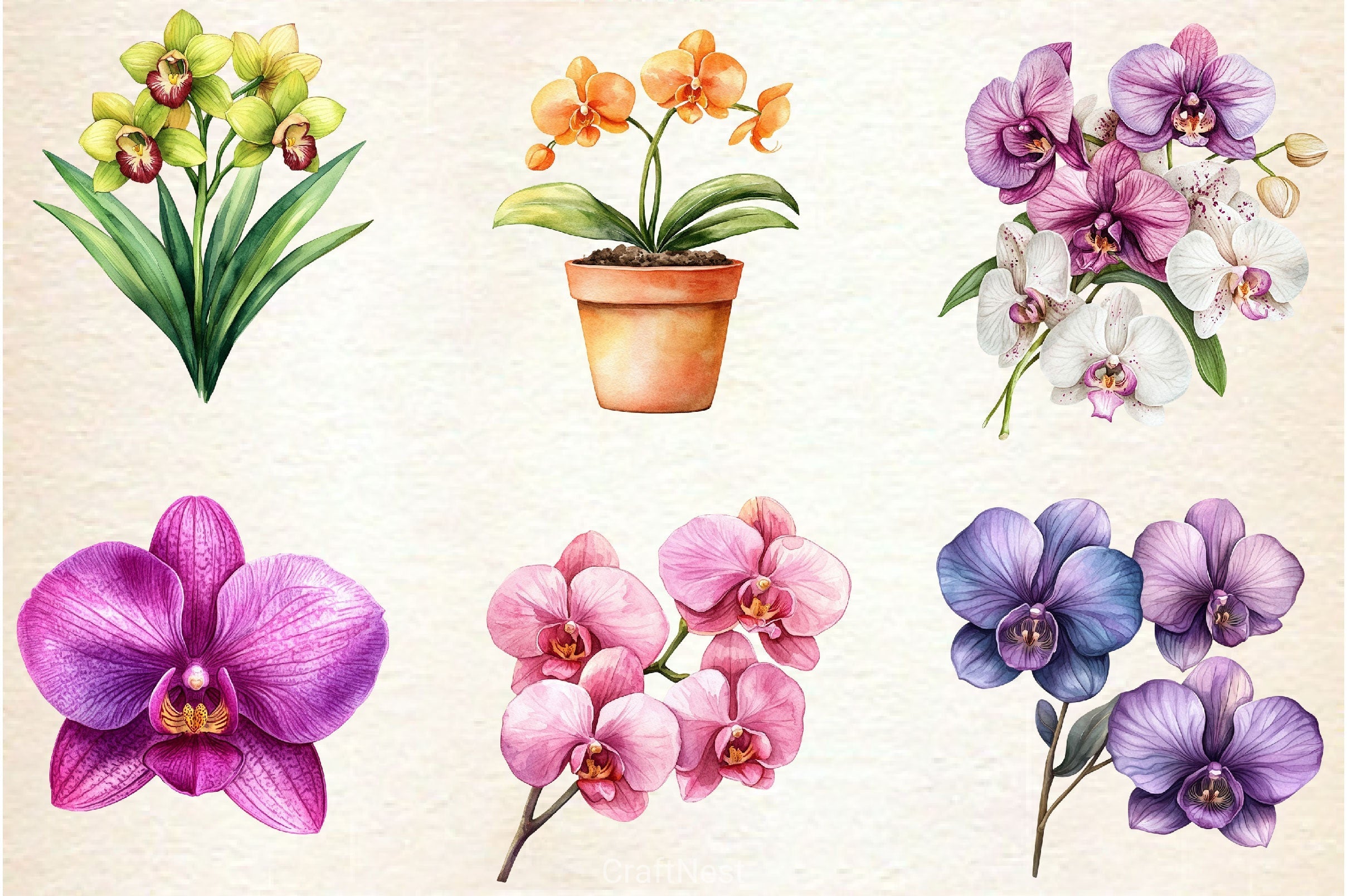 Orchid Clipart Bundle 2