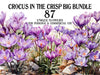 Crocus In The Crisp