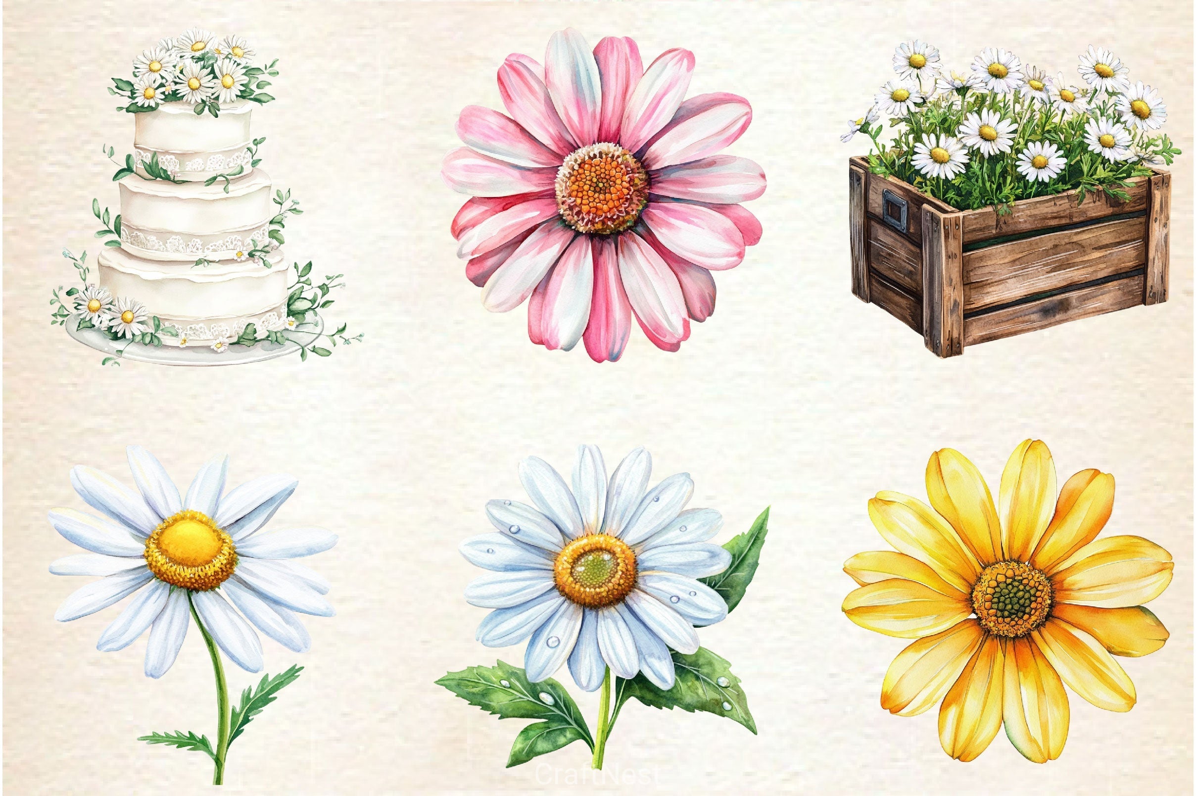Daisies Flowers Clipart Bundle