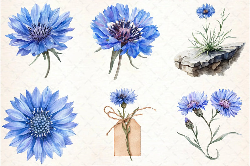 Blue Cornflower Clipart Bundle - CraftNest - Digital Crafting and Art
