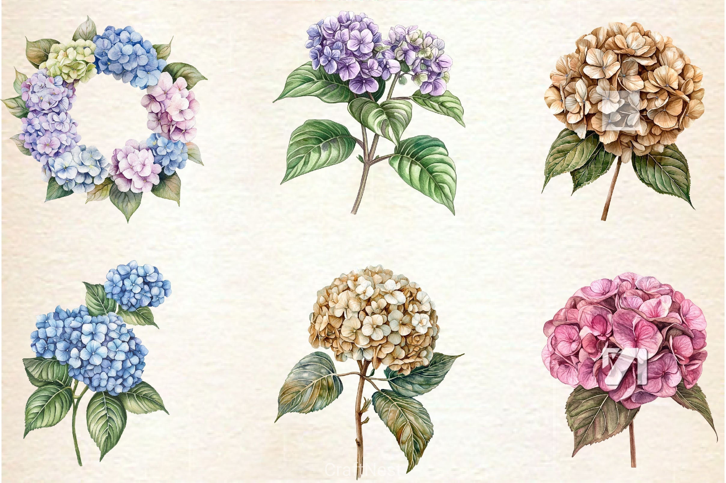Hydrangea Clipart Bundle 2