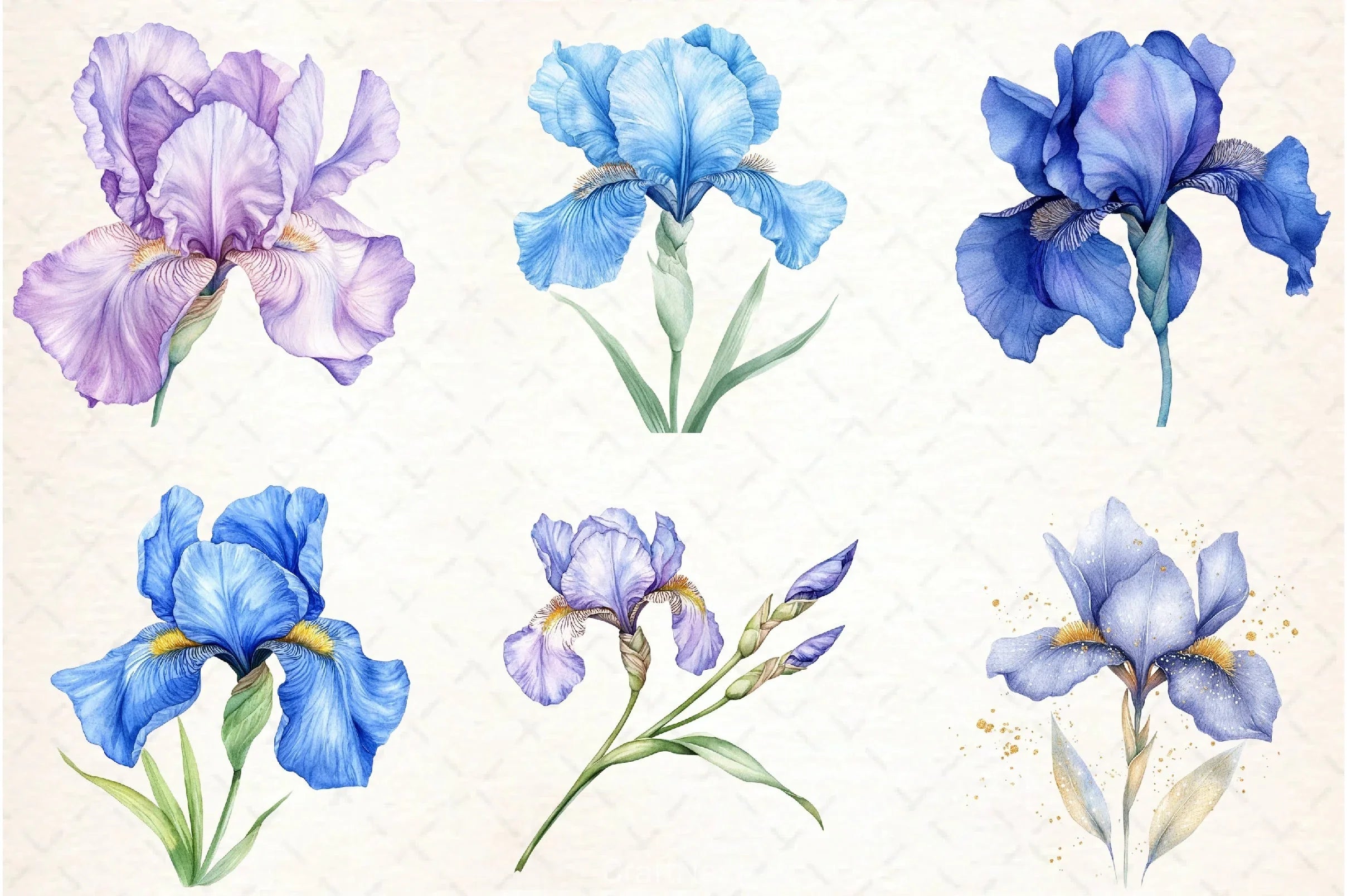 Iris Flower Clipart Bundle - CraftNest - Digital Crafting and Art