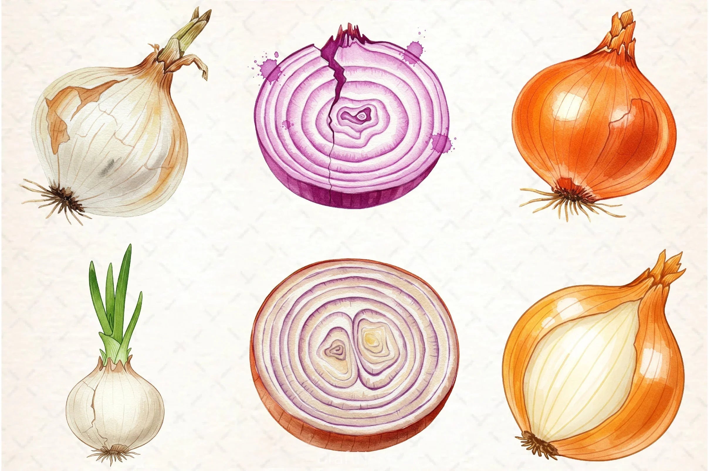 Onion Clipart Bundle - CraftNest - Digital Crafting and Art