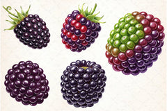 Blackberry Clipart Bundle 3 - CraftNest - Digital Crafting and Art