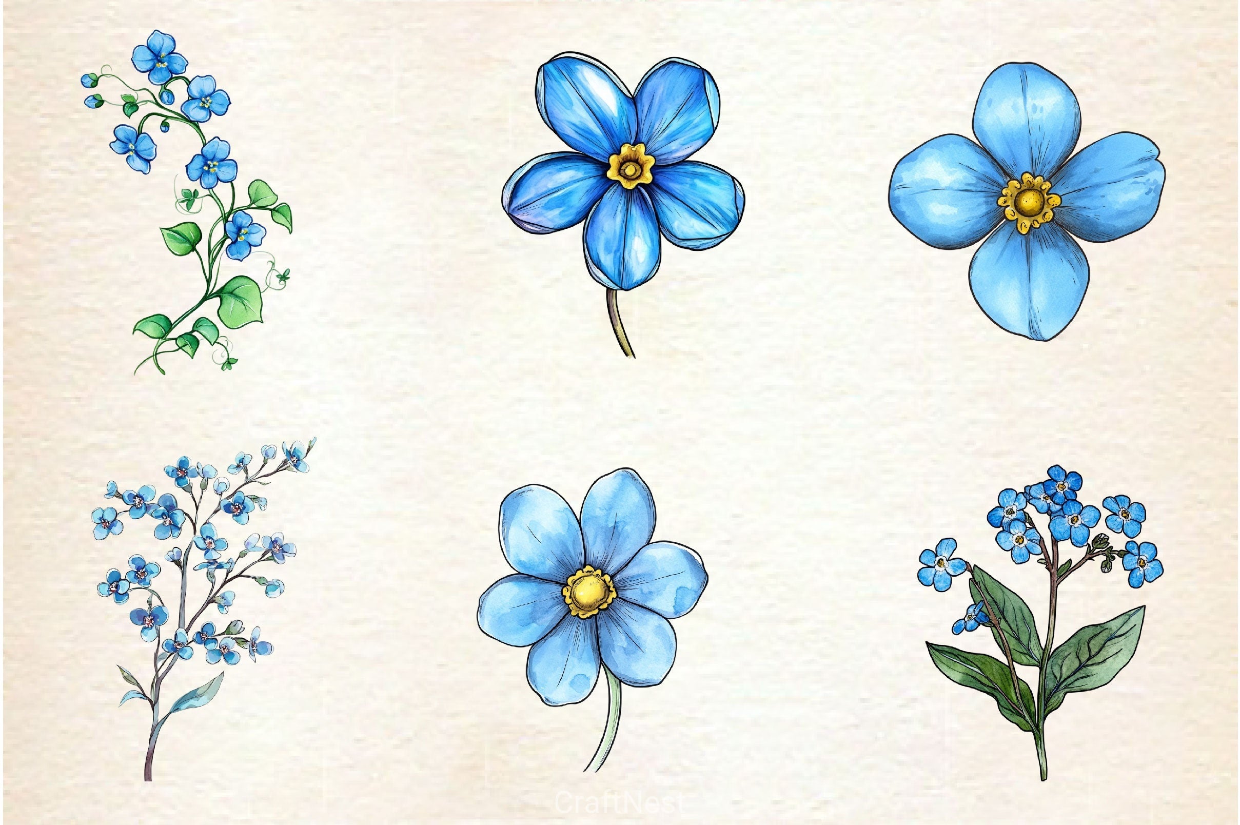 Forget Me Not Flower Bloom Clipart Bundle