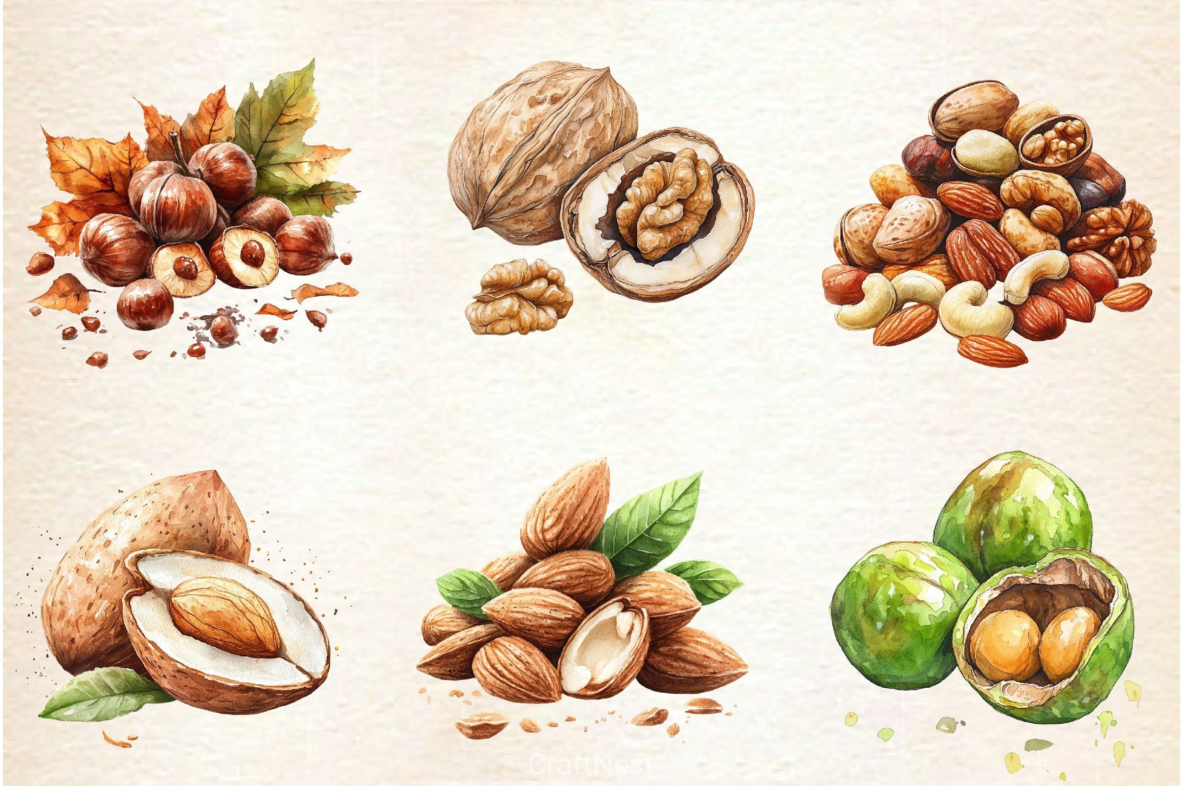 Nuts Clipart Bundle 2