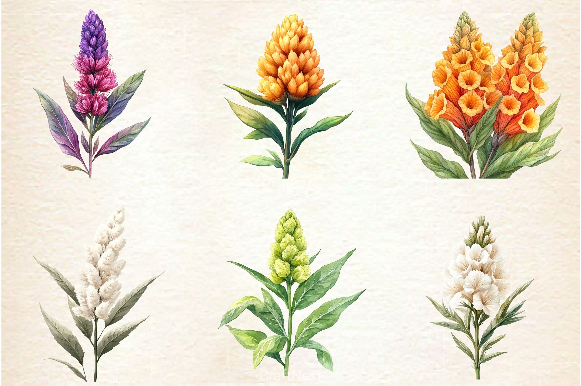 Celosia Flower Clipart Bundle 2