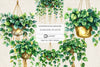 Hanging Plants Clipart