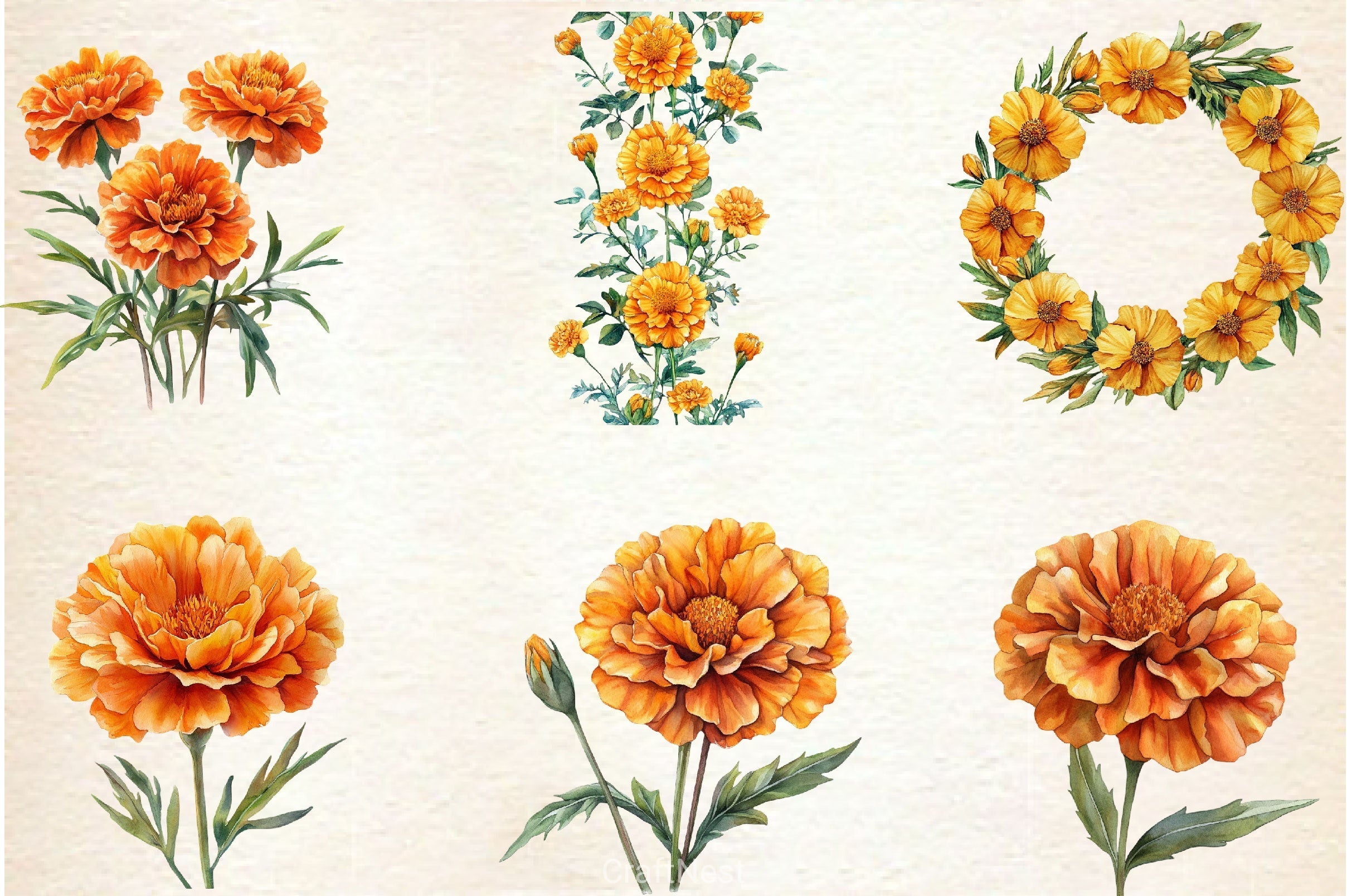 Marigold Clipart Bundle 3