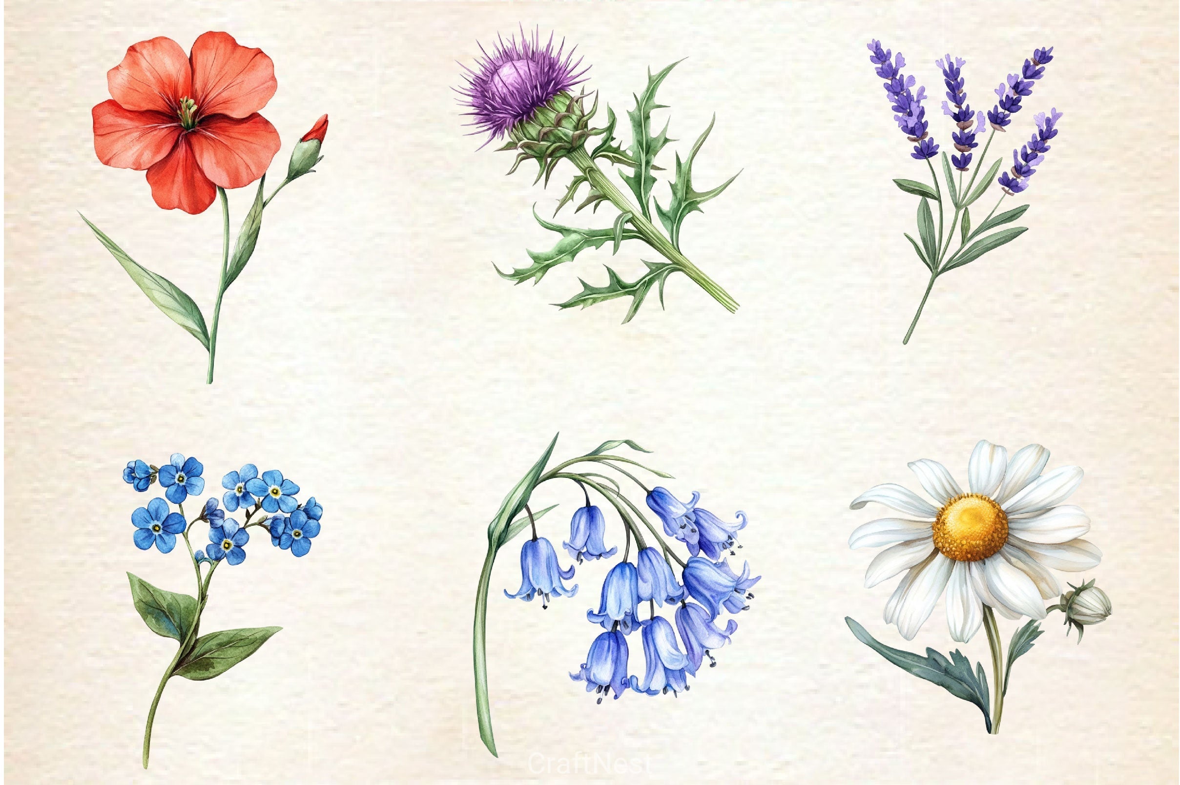 Wildflowers Clipart Bundle 3