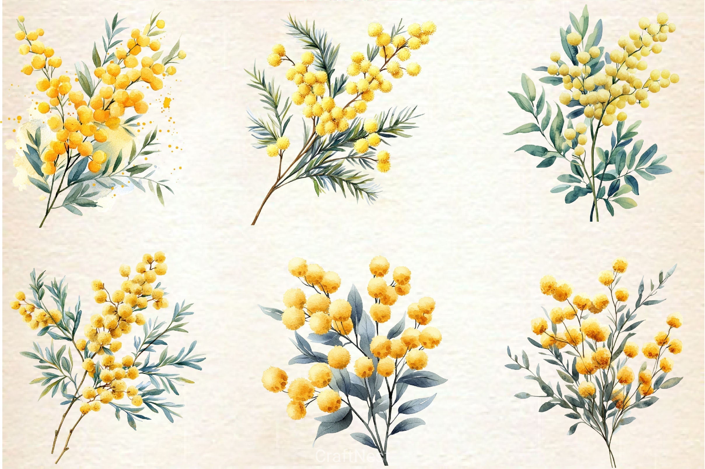 Mimosa Flower Clipart Bundle 2