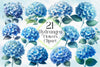 Hydrangea Flowers Clipart Bundle 2