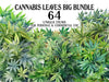 Cannabis Leaves